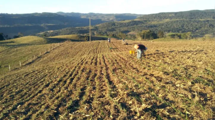 Imagem ilustrativa da imagem DICA RURAL (02 e 03/04/2022)