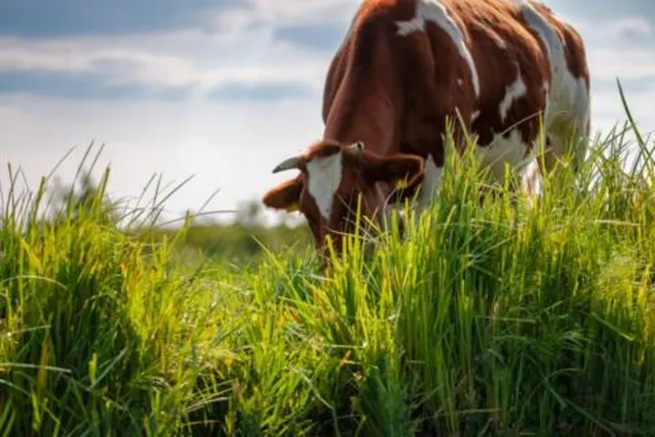 Imagem ilustrativa da imagem DICA RURAL (05 e 06/03/2022)