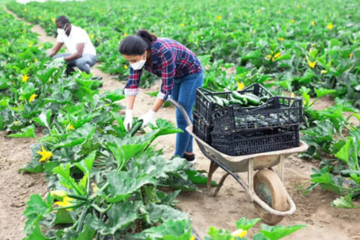 Imagem ilustrativa da imagem DICA RURAL (07 e 08/05/2022)