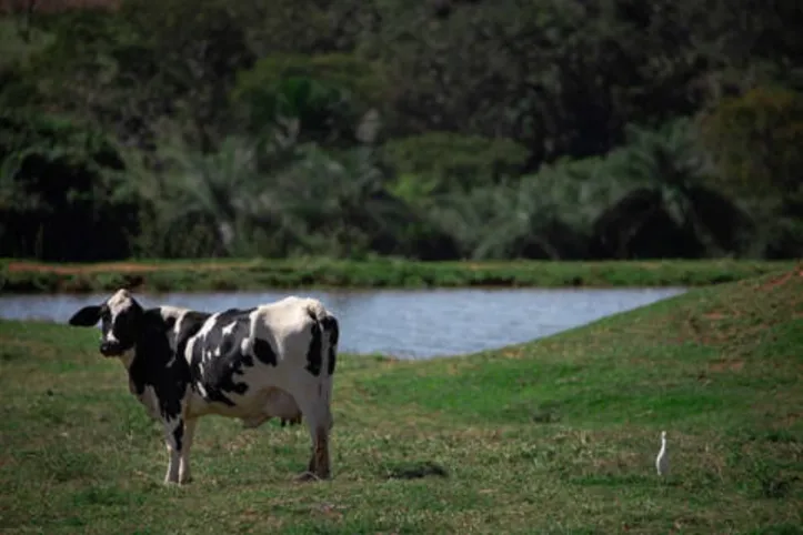 Imagem ilustrativa da imagem DICA RURAL (15 e 16/01/2022)