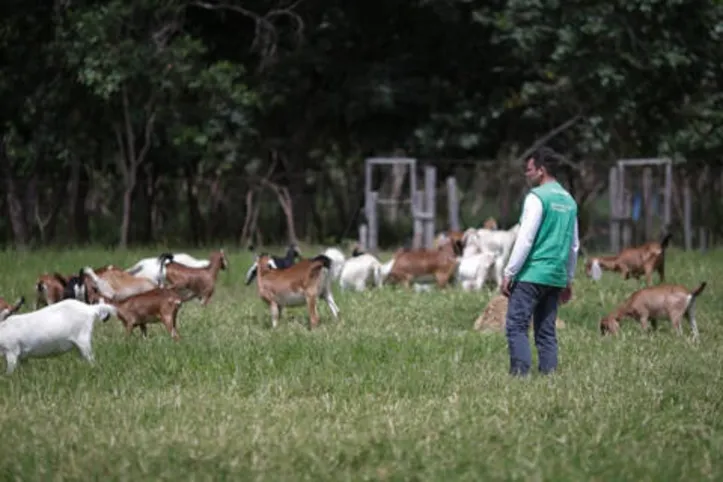Imagem ilustrativa da imagem DICA RURAL (25 e 26/12/2021)