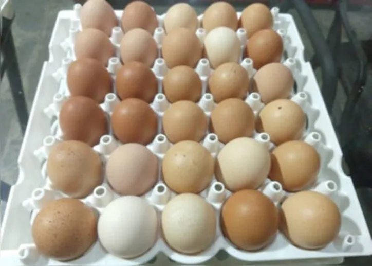 Método de limpeza de ovos é uma alternativa para agricultores familiares