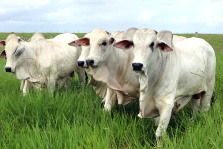 Exposição inicia com o Dia de Campo Nelore Santa Cataria, em Anadia, na terça-feira,12, às 12h