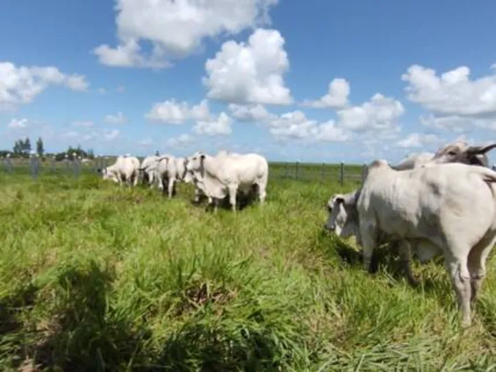Além das raças produtoras de leite, exposição vai contar com a participação de animais de corte de alto padrão genético