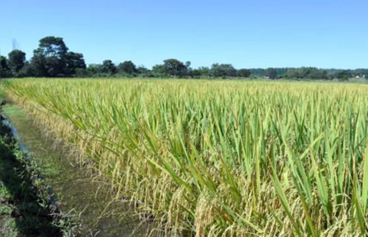 Cultivar foi testada a campo por uma rede de parceiros em todo o Brasil por dois anos consecutivos