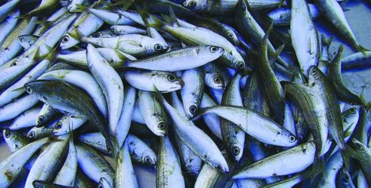 Danos causados por organismos em peixes infectados não era conhecido