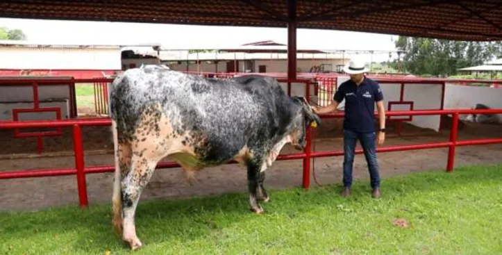 Remate oferece genética de precisão com animais produtores de leite com betacaseína A2-A2, além de um serviço de atendimento e facilidade no frete e no pagamento parcelado, com desconto