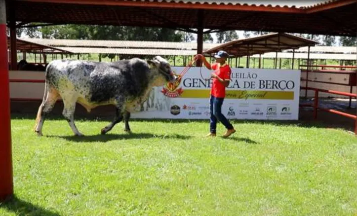 Leilão vai ofertar prateleira com 59 lotes