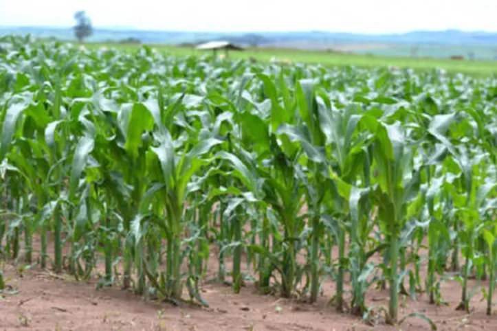 Previsão de chuva para o Nordeste é aguardada com expectativa pelo setor do agronegócio