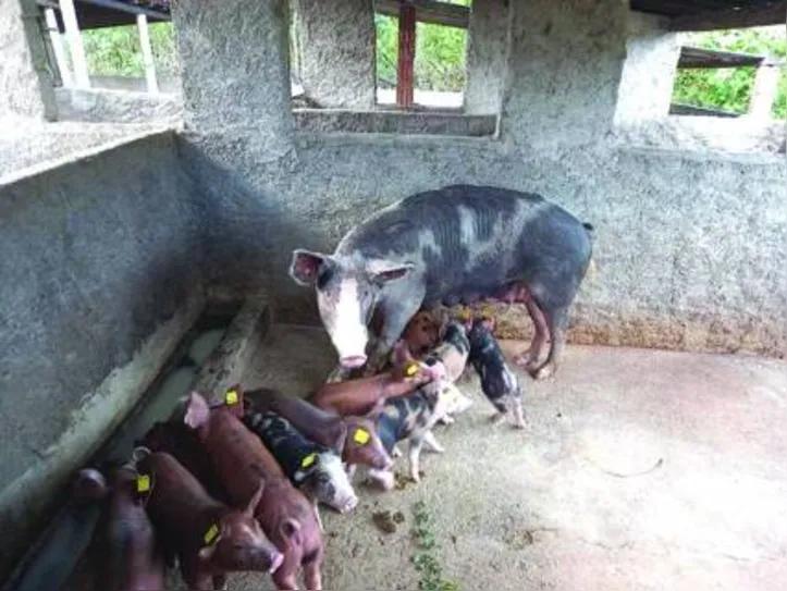 Animais estavam distribuídos em quase seis mil propriedades rurais do Estado