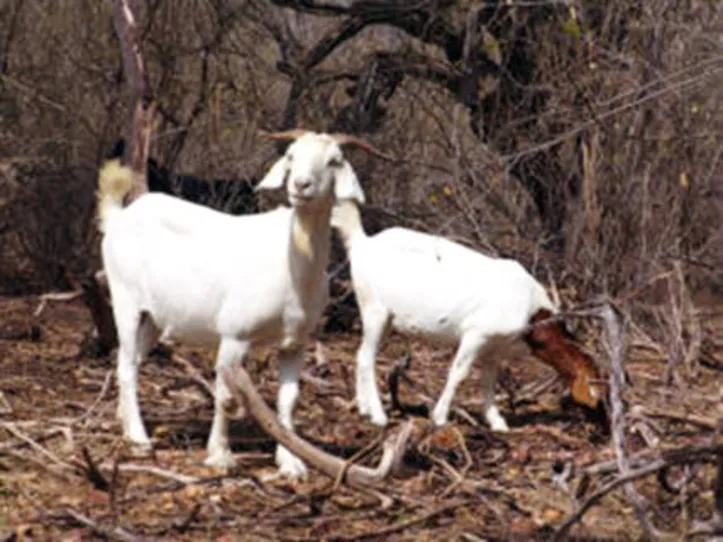 Resultados reforçam conhecimento sobre evolução da produção agrícola no bioma Caatinga