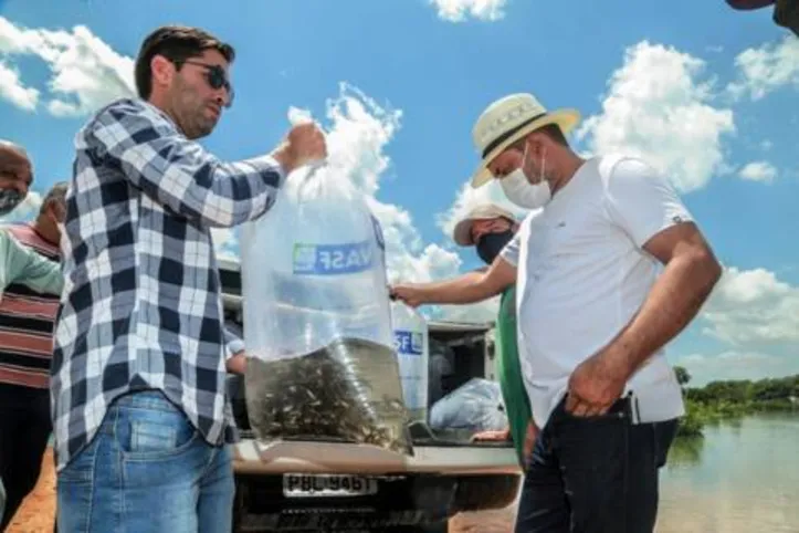 Prainha de Penedo, área inundada pela cheia do Rio São Francisco, recebeu da Codevasf cerca de 60 mil peixes jovens de espécies nativas, entre elas piau verdadeiro, curimatã e piaba do rabo amarelo