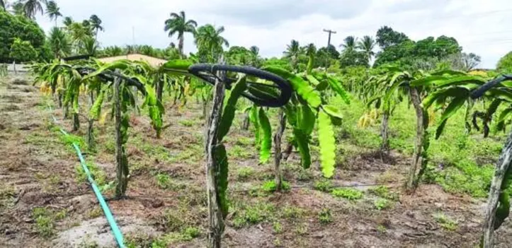 Plantio de pitaia na aldeia Piauí, localizada em Coruripe/AL