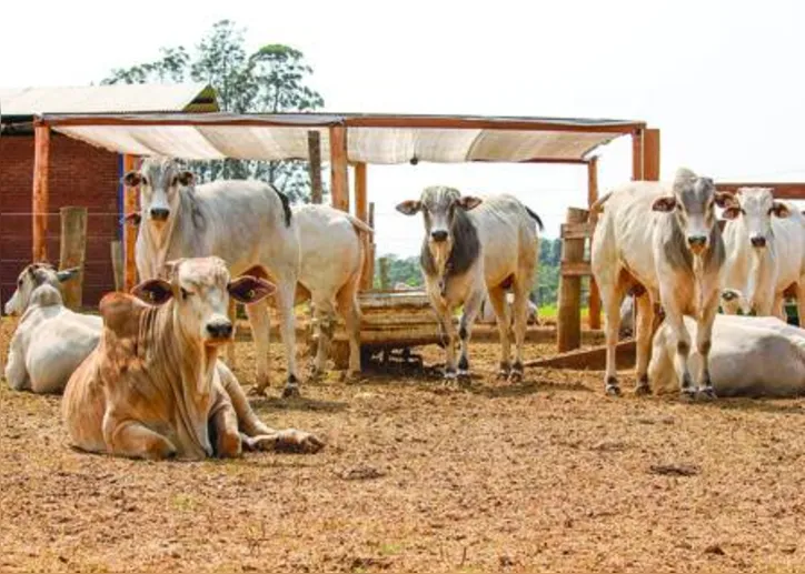 Sombra proporciona bem-estar aos animais, produtividade hídrica e impactos positivos na produção