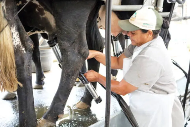 Temperamento do animal interfere no metabolismo da vaca, influenciando a emissão do gás metano entérico