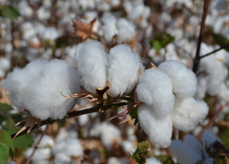 Sementes transgênicas de algodão podem ser diferenciadas das convencionais sem ser destruídas