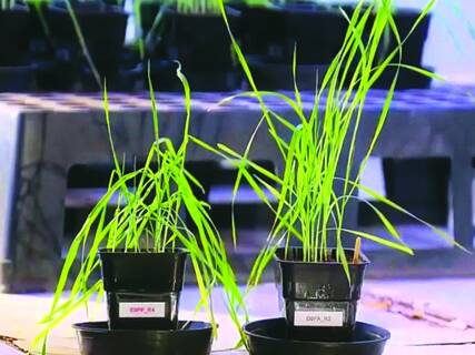 Planta de trigo é material de pesquisa de cientistas