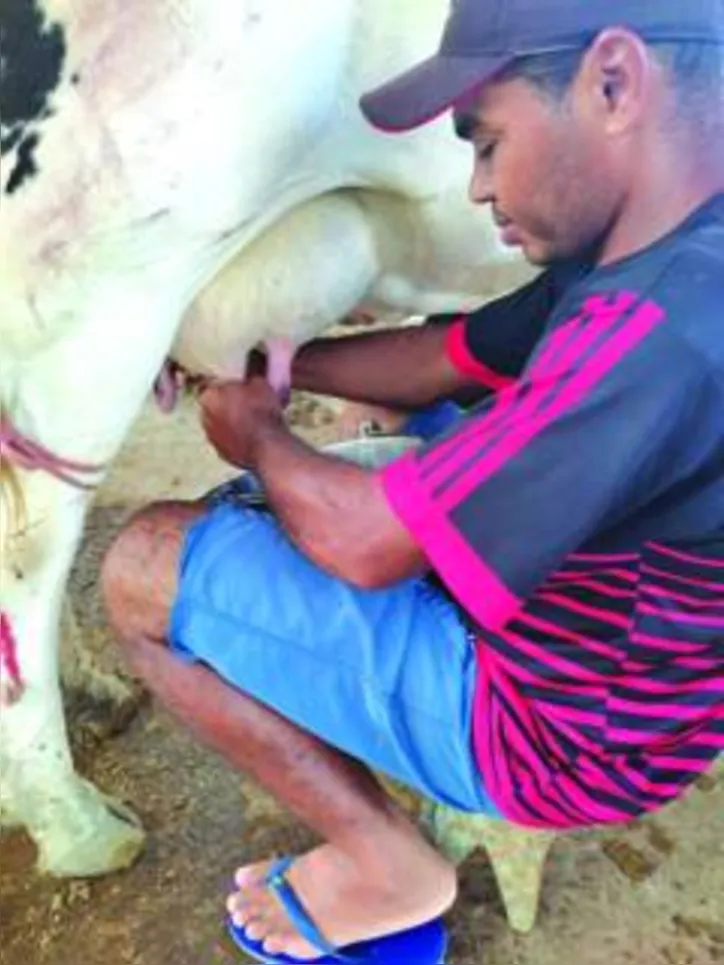 Alagoas, segundo dados da Seagri, é o maior produtor de leite da região Nordeste