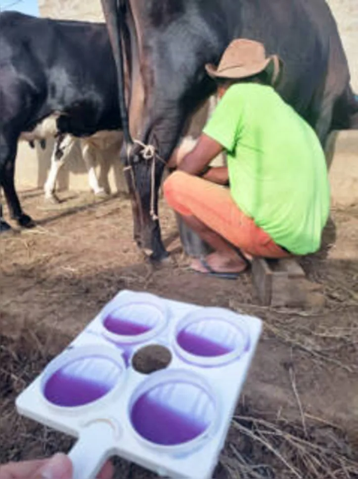 Imagem ilustrativa da imagem DICA RURAL (28 e 29/05/2022)