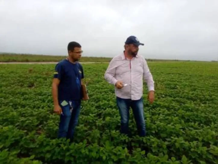 Inspeção fitossanitária ocorre a cada 15 dias nas áreas de cultivo, plantio e colheita de soja