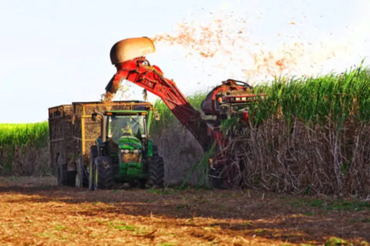 Em maio, foram colhidas 74,8 toneladas por hectare