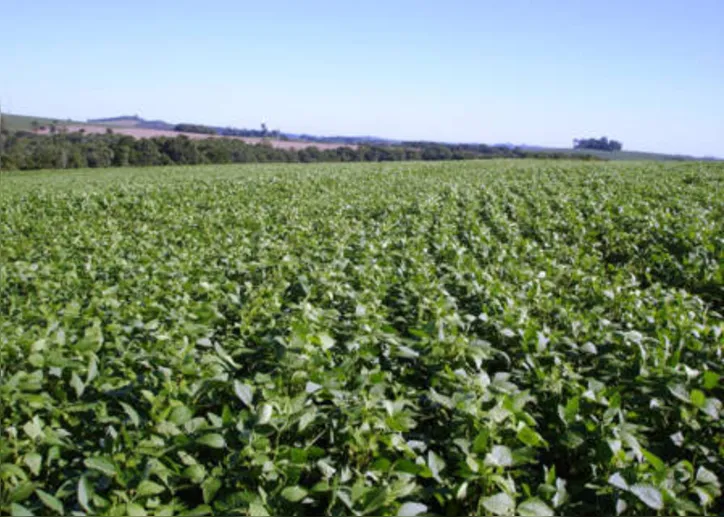 Fertilizante inteligente e ecológico, de liberação lenta, foi capaz de aumentar a biomassa da soja