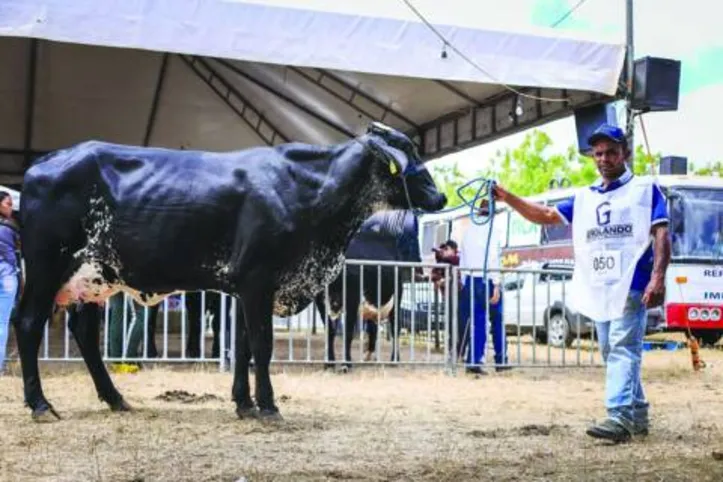 Evento deve receber mais de 500 animais das raças gir leiteiro e girolando