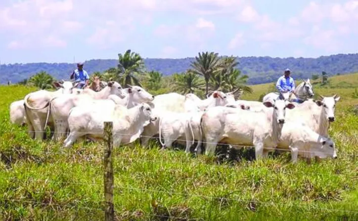 O 18º Leilão Nelore Positivo será realizado, no dia 25 de outubro, a partir das 19h30, durante a 72ª Expoagro Alagoas