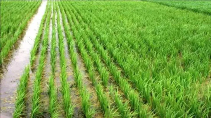 Uso desses insumos biológicos pode representar economia ao produtor