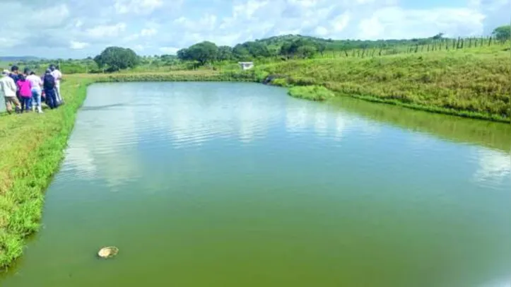 Nos tanques, são criados peixes das espécies tambaqui, tilápia e a tambatinga