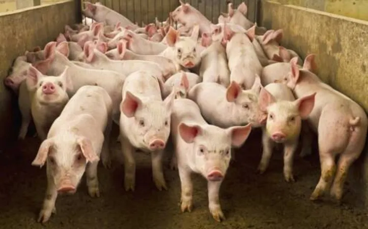 Imagem ilustrativa da imagem DICA RURAL (08 e 09/10/2022)