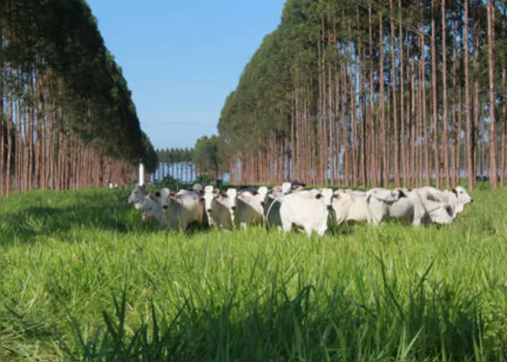 Imagem ilustrativa da imagem DICA RURAL (10 e 11/09/2022)