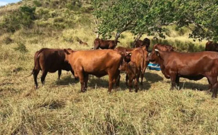 Imagem ilustrativa da imagem DICA RURAL (20 e 21/08/2022)