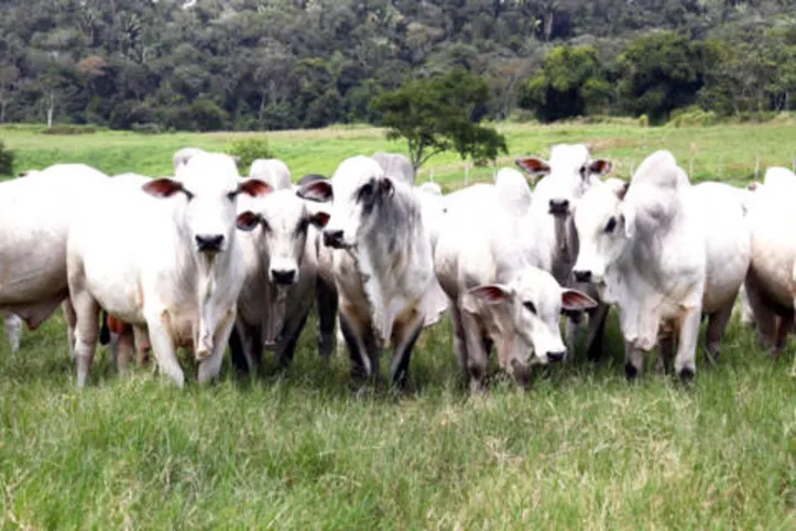 Imagem ilustrativa da imagem DICA RURAL (24 e 25/09/2022)
