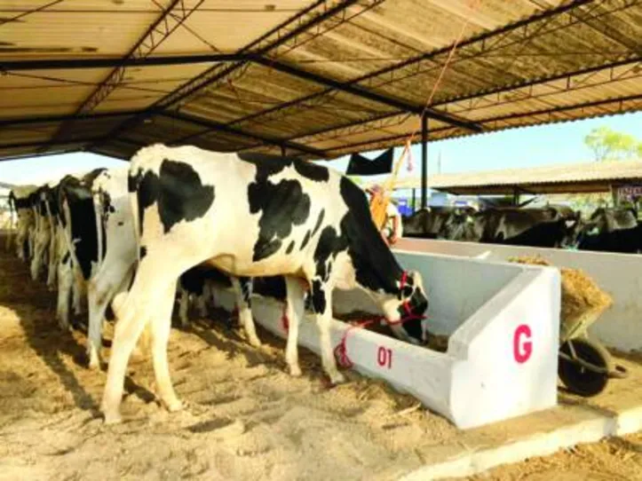 Exposição vai reunir rebanhos de agricultores familiares