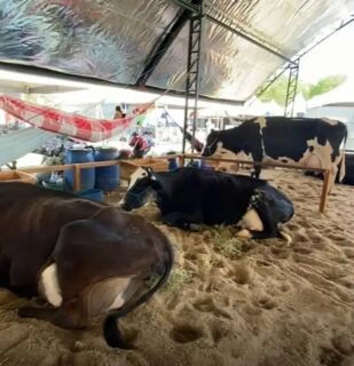 Método Compost Barn para agricultura familiar deu mais conforto aos animais e ajudou no aumento da produção