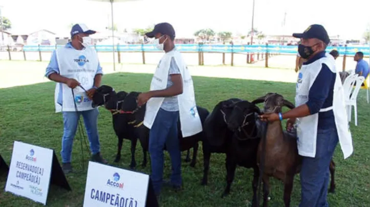 Reprodutores e matrizes que tiverem destaque, serão leiloados durante a Expoagro