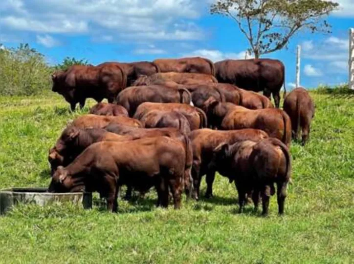 Rebanho conta com a chancela da Embrapa Geneplus