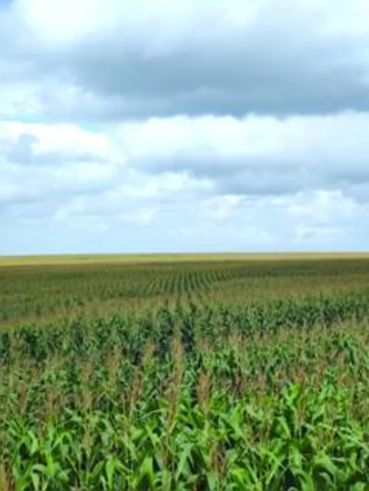 Milho foi cultivado em uma área de 1.600 hectares em Anadia