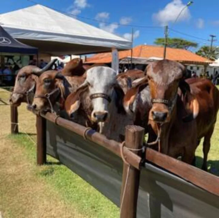 Remate será realizado durante a Expoagro, no Parque da Pecuária, em Maceió