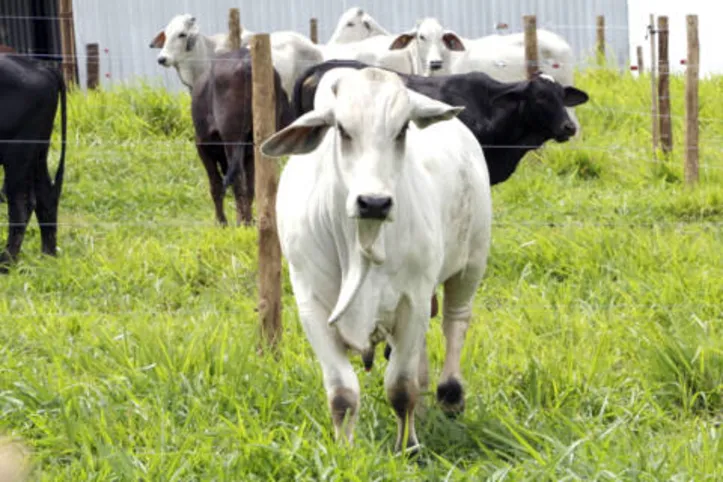 Remate traz três reprodutores nelore, 17 touros brahman PO e 100 novilhas brahman PO entre 12 e 16 meses, todas com prenhez confirmada