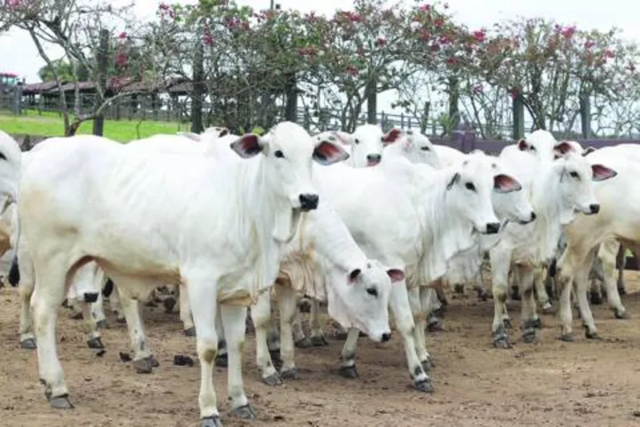 Lote de bezerras “coqueluxe”, uma das novidades no 21º Leilão Nelore Barros Correia