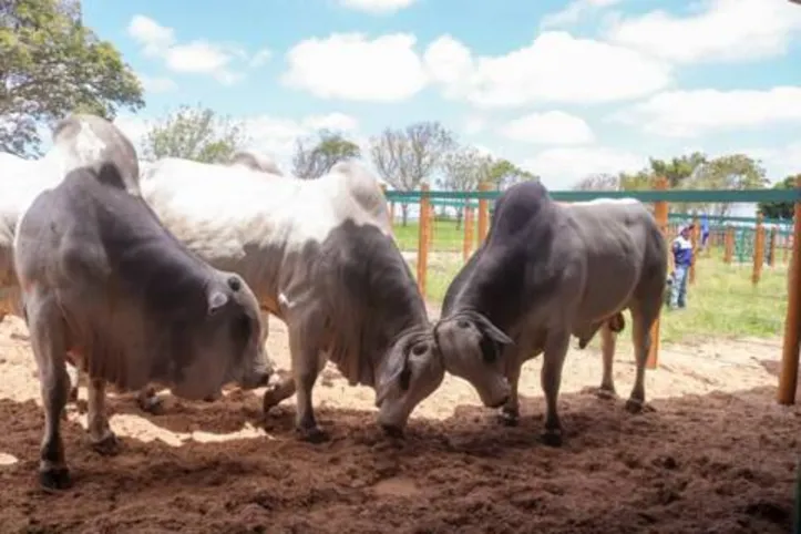 Nova roupagem de oferta dos animais aumentou a expectativa dos compradores