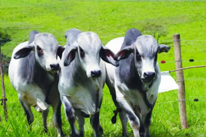As vantagens da raça zebuína brahman são precocidade sexual e ganho de peso