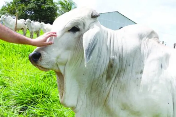 Raça brahman é dócil, com animal rústico e bom acabamento de carcaça