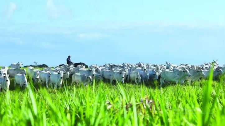 Rebanho Santa Nazaré traz animais melhoradores