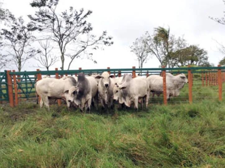 Leilão ocorre no dia 24 de setembro, às 13h, na Fazenda Flor da Serra, em Mar Vermelho