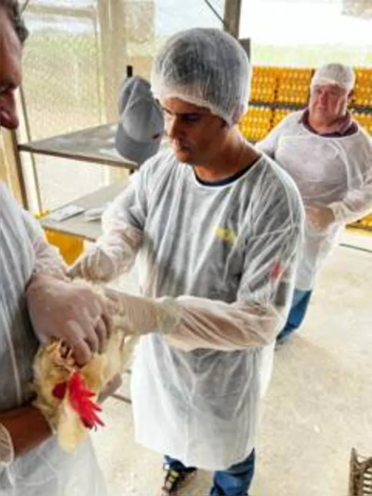 Obtenção das amostras, que será feita por meio de swab de traqueia e de cloaca da ave, também contará com coleta de sangue do animal