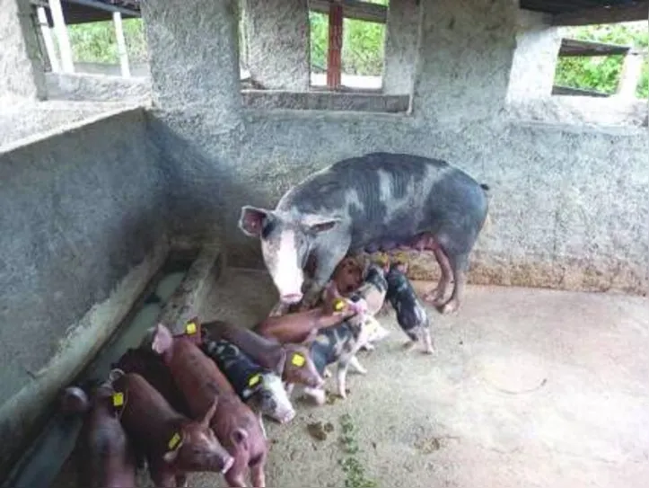 Estima-se que cerca de 130 mil animais deverão ser imunizados