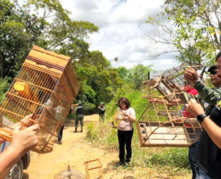 Aves foram devolvidas à natureza na RPPN Conceição Lyra lll
